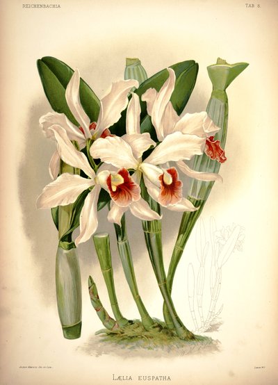 Cattleya × irrorata von London H. Sotheran and Co.